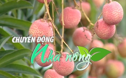 Chuyển động Nhà nông 30/5: Được mùa vải thiều, Hải Dương dự kiến thị trường tiêu thụ khoảng 60.000 tấn