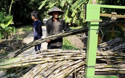 Giá tăng mạnh, người trồng mía ở Hậu Giang phấn khởi 