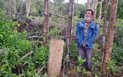 Khởi tố, bắt giam nhiều đối tượng dùng phương tiện cơ giới phá rừng bao ở Phú Quốc