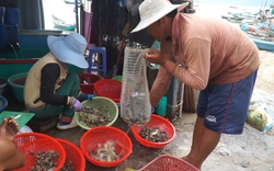Thăm làng chài chuyên bắt đặc sản “bán hết ngay khi về bờ” ở Khánh Hòa