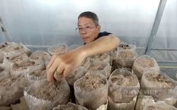 Nhờ bí quyết này, ông nông dân Sài Gòn trồng loại nấm ăn ngon như thịt gà, bán đã đắt lại còn hay 'cháy hàng'