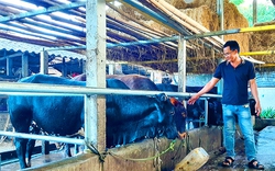 Gác bằng đại học xây dựng, trai Bình Định về quê nuôi bò 3B "đen chuồng" cứ bán 1 con lãi 17 triệu