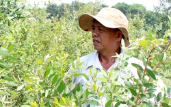 Mô hình trồng tràm, chế biến tinh dầu tràm làm giàu của một nông dân Tây Ninh