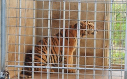 Sau loạt bài "Kinh hoàng những chiêu trò tàn sát thú rừng": Thêm đối tượng nuôi nhốt hổ trái phép nhận 30 tháng tù