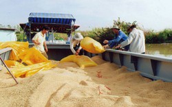 Dư địa để gia tăng xuất khẩu gạo sang thị trường ASEAN còn quá lớn