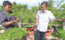 Mai nu “mặt khỉ” là cây gì mà ở huyện này của Tiền Giang, nhà nào trồng nhà đó giàu, có nhà thu tiền tỷ?