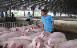 Giá lợn hơi sẽ tiếp tục tăng nhưng khó có đột biến