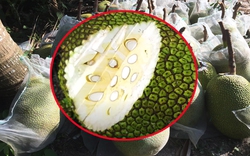 Giá mít Thái hôm nay 5/5: Vì sao không được cắt đọt khi cây mít Thái đang nuôi trái, giá giảm 1.000 đồng/kg?