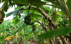 Cây chuối sứ là giống chuối gì mà nông dân Bình Thuận trồng trên gò cao, già buồng nào lái khiêng đi hết?