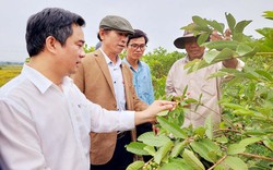 Chủ tịch Hội Nông dân TT-Huế thăm, kiểm tra các mô hình của nông dân sản xuất, kinh doanh giỏi thị xã Hương Trà