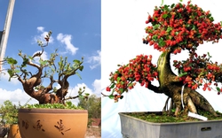 Thứ cây cảnh bonsai từ gốc tới ngọn đều là vị thuốc quý, dân chơi cây cảnh chuyên nghiệp không thể bỏ qua