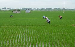 Chương Mỹ chủ động các biện pháp phòng trừ bệnh đạo ôn hại lúa Xuân