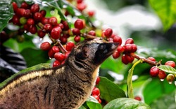 3 loại cà phê được làm từ phân động vật, giá lên đến vài chục triệu đồng/kg