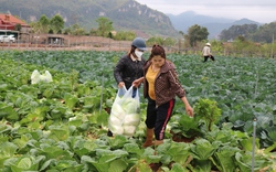 Nông dân cao nguyên Mộc Châu phát triển vùng rau an toàn