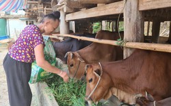 Cả bản này ở Sơn La có tới 90 hộ trồng cỏ nuôi hơn 700 con bò, nhà nào cũng thu hàng trăm triệu/năm