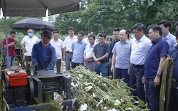 Thanh Hóa: Trồng cây gai xanh, nhà nông nhanh khấm khá, người đi làm ăn xa cũng muốn về quê trồng