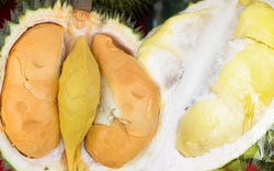 4 loại sầu riêng ngon nhất đang được bán tại hội chợ trái cây miền Tây, có loại 800.000 đồng/kg