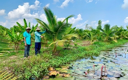 Vườn "thập cẩm" ở An Giang, dưới đào mương nuôi cá đồng, trên "trồng lung tung", nông dân thu lợi "kép"