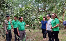 Thừa Thiên Huế trồng mới 1.000 ha cây ăn quả ở huyện Phong Điền, sẽ ưu tiên những loại cây nào? 