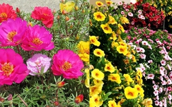 3 loại cây cảnh càng nóng càng thích nở hoa rực rỡ là sự lựa chọn hàng đầu để trồng cây cảnh mùa hè