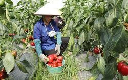 Bắc Giang: Trồng 7.000 cây ớt chuông trái vụ, ra quả đỏ chót, bán giá 70.000 đồng/kg, HTX lãi 600 triệu đồng