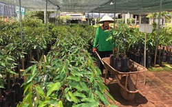 Nông dân tự phát trồng sầu riêng, diện tích loại cây này tăng nhanh, ngành chức năng Đắk Nông khuyến cáo điều này