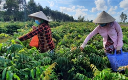 Trồng thứ rau dại tên mắc cười, tình cờ nông dân nơi này ở Hậu Giang bán đắt như tôm tươi