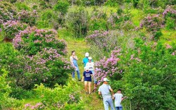 Thứ cây cảnh không ai trồng, tới mùa hoa tuôn tím Núi Tàu ở Bình Thuận, người ta kéo nhau lên chụp hình