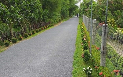 Con đường hoa nông thôn mới, đường trồng cây cảnh đẹp như phim, mê "phát hờn" ở huyện Cao Lãnh của Đồng Tháp