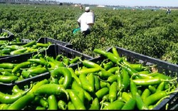 Kỹ thuật trồng ớt Jalapeno cay nhất thế giới ở Mexico