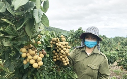 Đem cây này từ Hưng Yên vô trồng ở Gia Lai, ai ngờ cây nào cũng ra trái như chùm sung, nông dân giàu nhanh