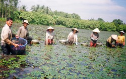 Vùng đất này ở Vĩnh Long, nông dân thả thứ cây gì từ Đài Loan xuống ruộng, lợi nhuận cao hơn cấy lúa