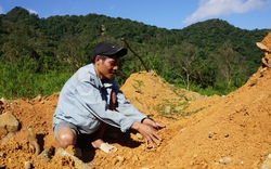Cây trẩu là cây gì mà dân vùng này ở Quảng Trị đang trồng, nơi trồng phân tán nhặt hàng tấn hạt thu tiền tỷ?
