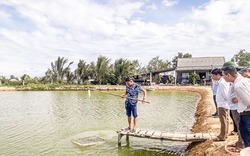 Cách nuôi tôm sú trong ao đất ở Quảng Trị kiểu gì mà nông dân lời hàng trăm triệu, nhiều người đến xem?