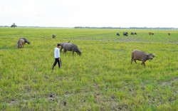 Nuôi con chỉ ăn cỏ thành đàn hơn 600 con, thuê cả cánh đồng Campuchia thả, dân ở nơi này của Long An khá giả