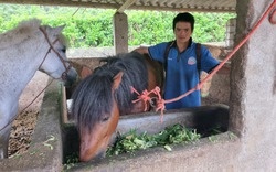 Tiếng vó ngựa của các dân tộc thiểu số trên cao nguyên Bắc Hà ở Lào Cai