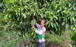 Trồng thứ cây tốt um, thoạt nhìn toàn thấy lá là lá, thác ra trái đặc sản treo đầy, nông dân Hậu Giang bán trúng