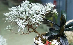 Loại cây cảnh quăng quật đâu cũng sống, rất "được lòng" giới cây cảnh bonsai lại là loài thảo dược rất quý