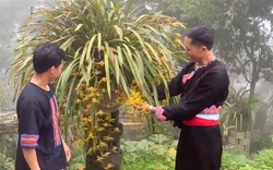 Trồng  địa lan, làm du lịch cộng đồng nông dân Phong Thổ bội thu