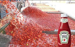 Quy trình thu hoạch và chế biến tương cà chua hiện đại