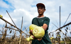 Nông dân ngoại thành Hà Nội mất trắng nông sản vì thời tiết thất thường