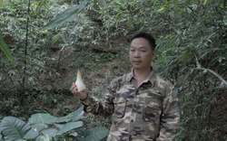 Trồng bạt ngàn "thứ rau" mọc mầm trên rừng, trước anh này ở Thái Nguyên bán chả ai mua, nay người ta lại săn lùng