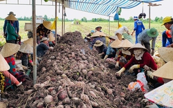 "Nỗi đau" ở vùng trồng khoai lang lớn nhất miền Tây (Bài 1)