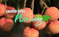 Chuyển động Nhà nông 17/6: Mở rộng thị trường xuất khẩu vải thiều bằng công nghệ số