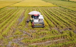 Nông dân quay cuồng vì giá thuê máy gặt tăng 20.000 – 70.000 đồng/sào, hợp tác xã mất 30% lợi nhuận