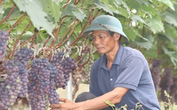 Ông giám đốc nông dân ở Sơn La phất lên nhờ trồng loại cây ra chùm quả không hạt 