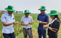 Đem giống lúa ngon từ Sóc Trăng ra cấy thử nghiệm ở Phú Thọ, bón phân "3 lá cọ", nhà nông lãi 58,3 triệu/ha