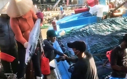 Đây là loài cá biển khơi hút khách ở Quảng Trị dù cho thiên hạ đánh bắt được vô số