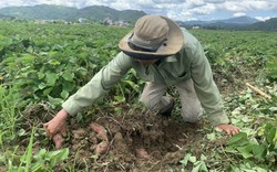 Đắk Lắk: Hàng nghìn hecta khoai lang đến kỳ thu hoạch vẫn nằm im ngoài đồng vì vắng người mua, nông dân ôm nợ