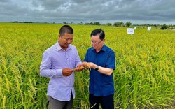Làm lúa có lãi không?: Thông tin bất ngờ từ một Tổng Giám đốc